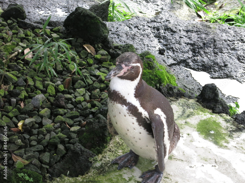 Naklejka premium ペンギン