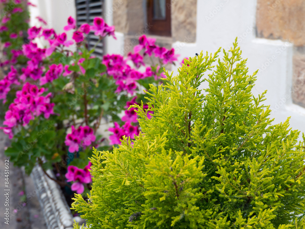 Fototapeta premium Thuja and pelargonium on the white wall background