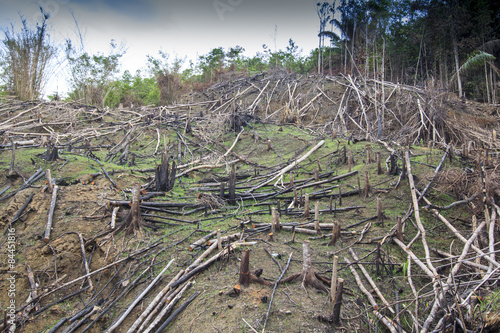 Wallpaper Mural Deforestation environmental destruction logging of rainforest in Borneo Malaysia Torontodigital.ca