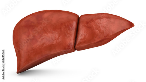 human liver photo