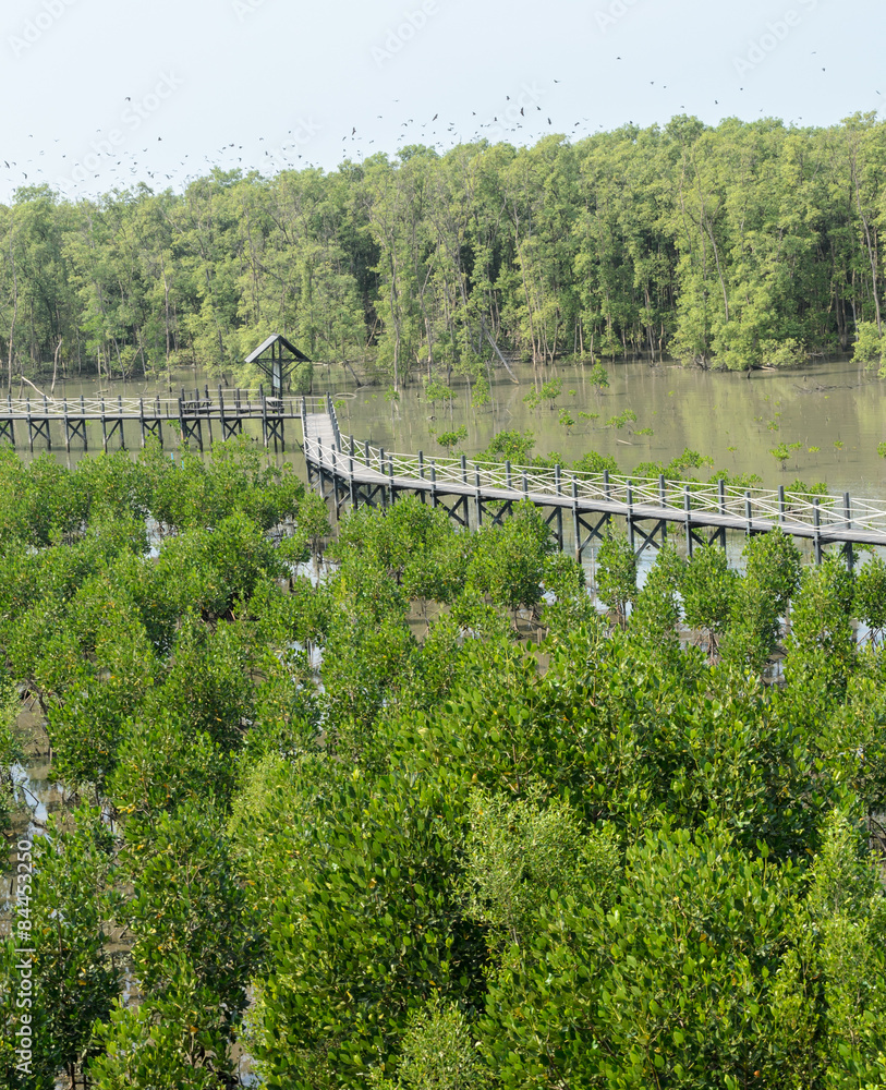 Wooden bridge in mangrove forest Wooden bridge in mangrove forest