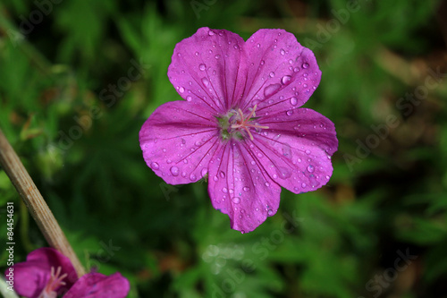 Fototapeta Naklejka Na Ścianę i Meble -  Wild Geranium Flower in early morning light