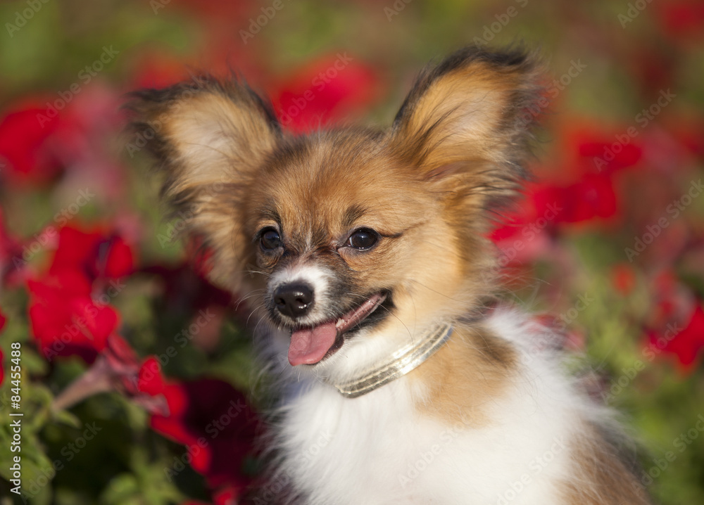 papillon puppy papillon puppy