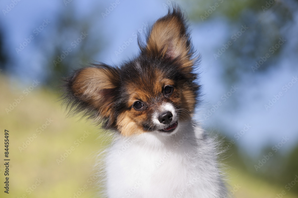 Obraz premium papillon puppy