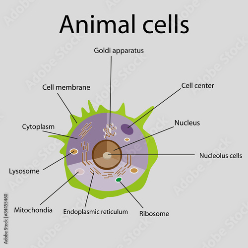 The internal structure of an animal cell