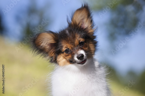 Fototapeta Naklejka Na Ścianę i Meble -  papillon puppy
