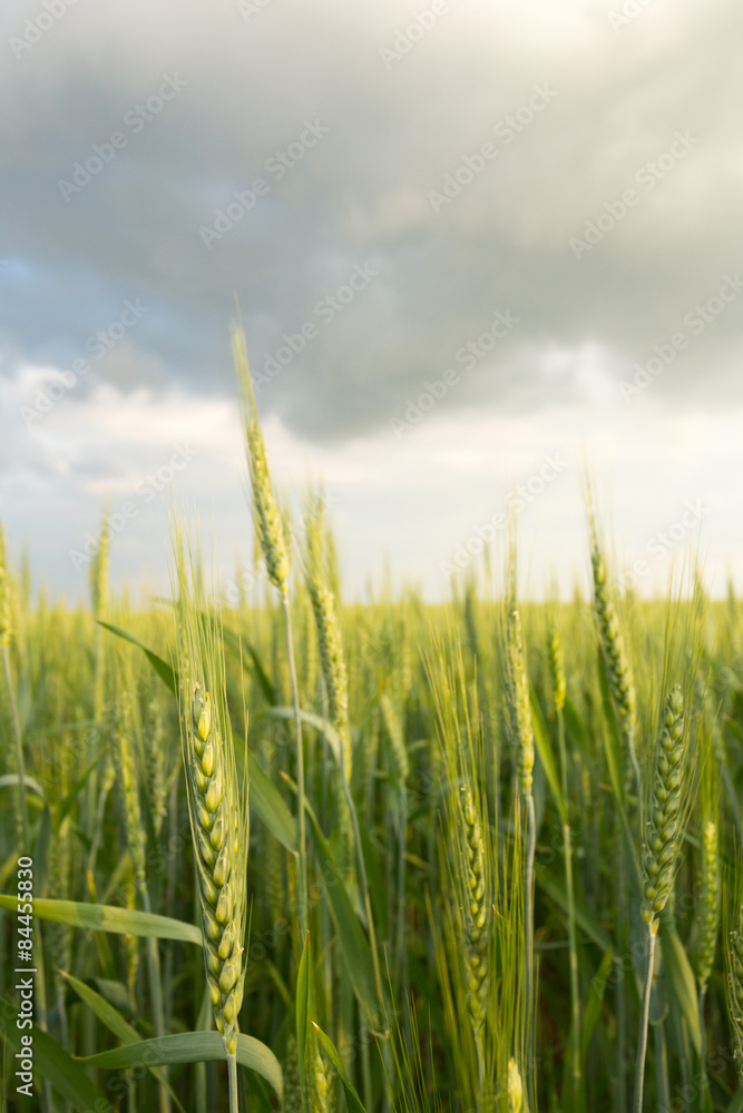 Green wheat under dramatic sky Green wheat under dramatic sky