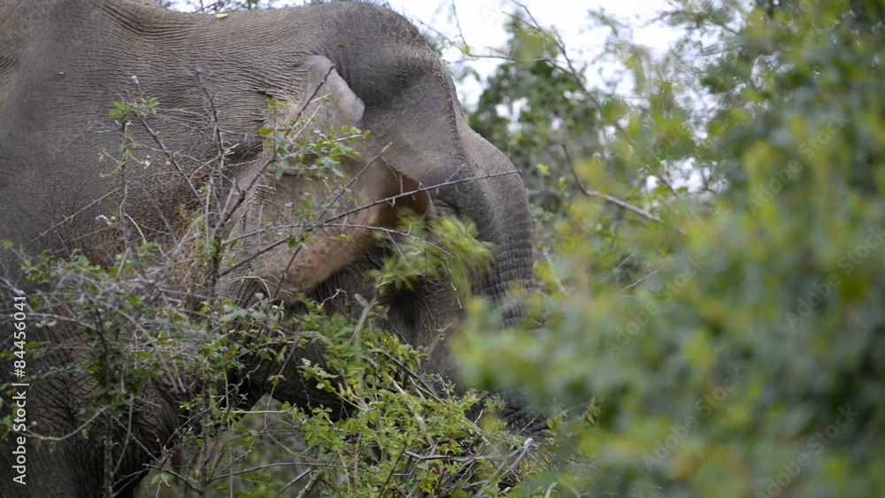 Asian or Asiatic Elephant (Elephas maximus), Kumana National Park Stock