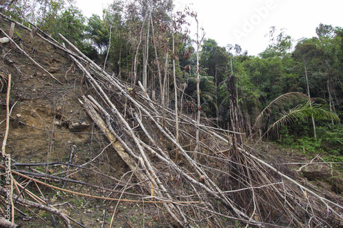 Deforestation logging of rainforest in Malaysia