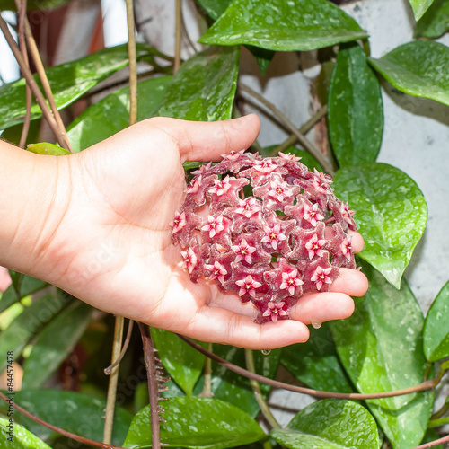 Woman hand held red Hoya flower(close species to orchid) in thai