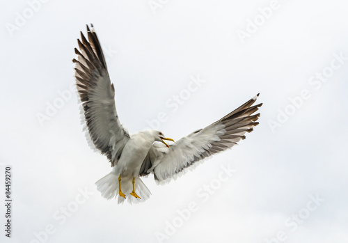 Seagull flying over the White sea.