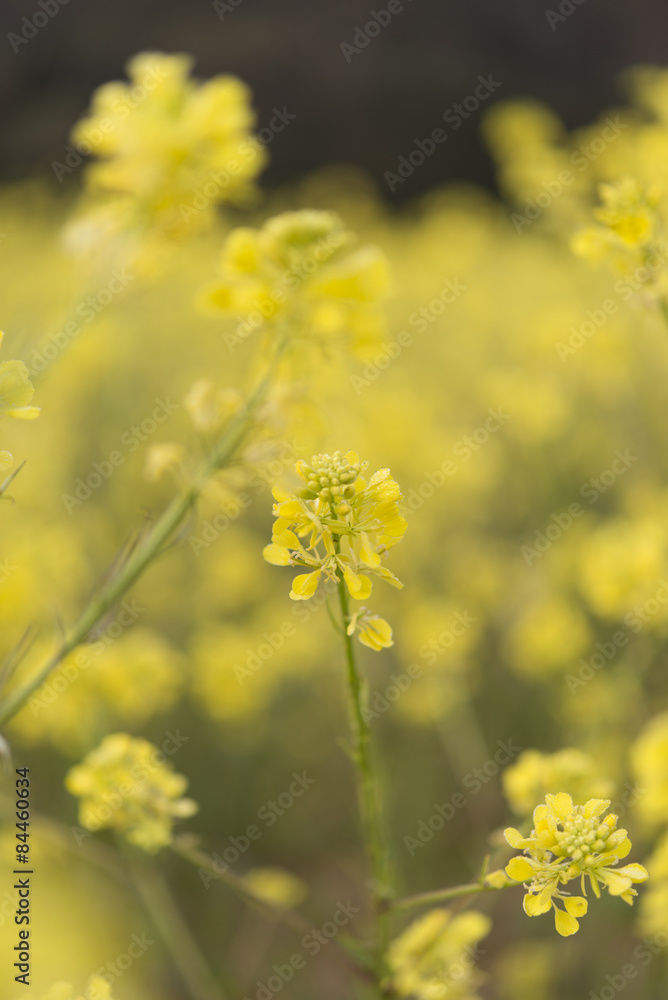 Yellow flowers blossoming in spring time, natural background