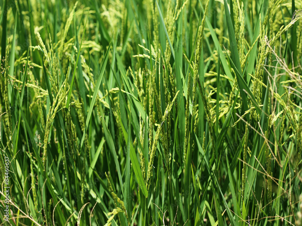 Rice in rice field in Thailand Rice in rice field in Thailand