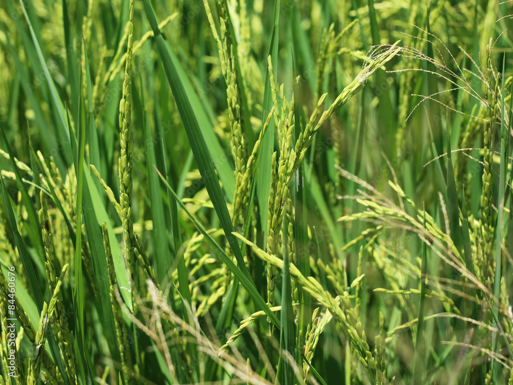 Rice in rice field, Thailand Rice in rice field, Thailand