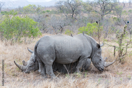 White Rhino s Resting