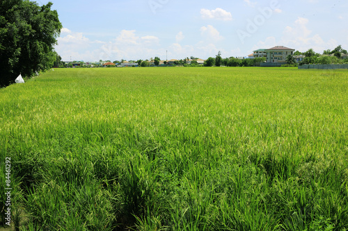 Rice in rice field at Thailand