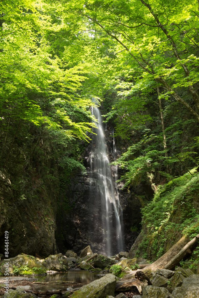 滝と新緑（東京奥多摩の百尋の滝）