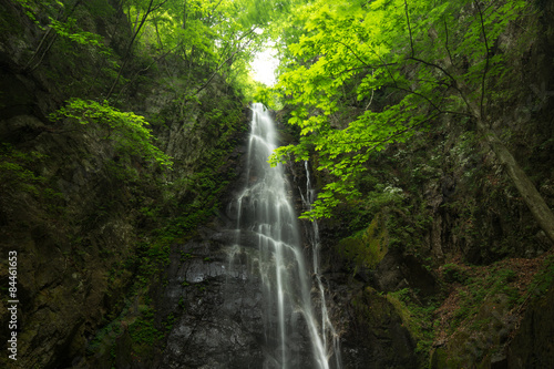 Fototapeta Naklejka Na Ścianę i Meble -  滝と新緑（東京奥多摩の百尋の滝）