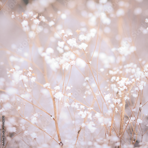 Winter plant background © oksix