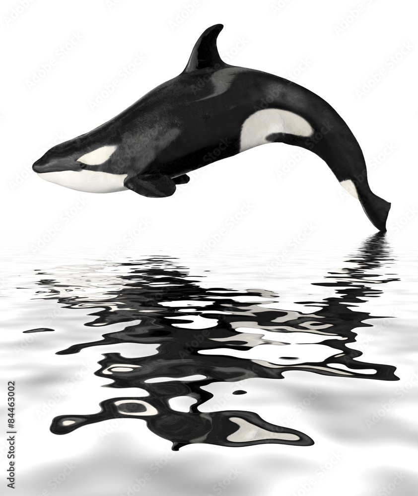 Obraz premium Isolated killer whale with reflection