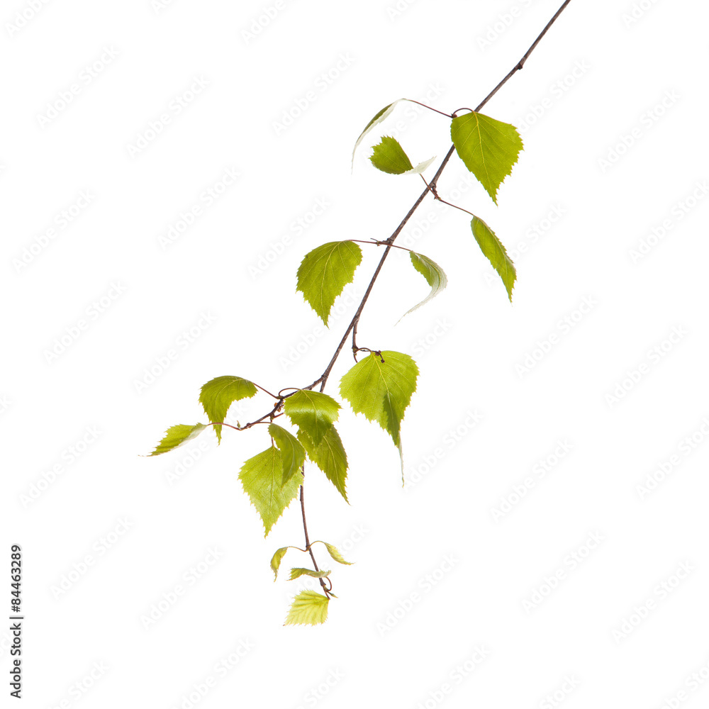 Obraz premium Birch branch