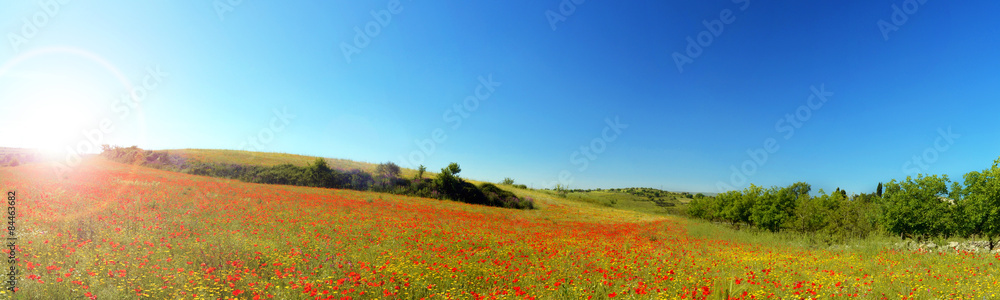 Panorama di una collina con papaveri alberi e cielo blu