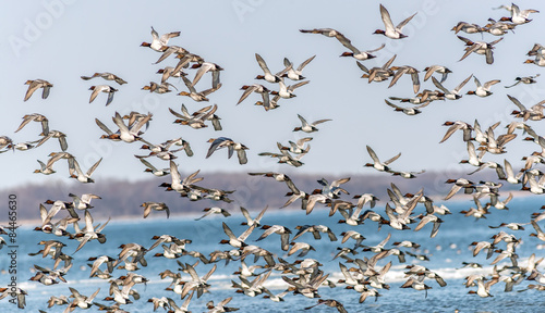Large flock of Canvasback Ducks flying over the Chesapeake bay in Maryland #84465630