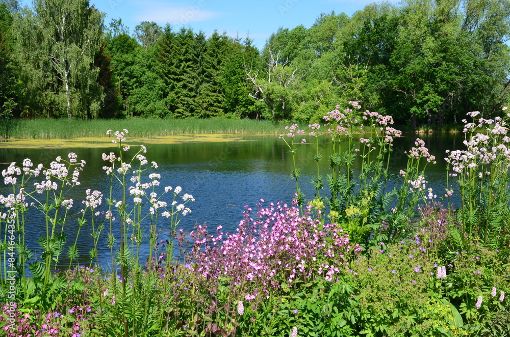 Fototapeta premium Naturlandschaft mit Wildblumen am See