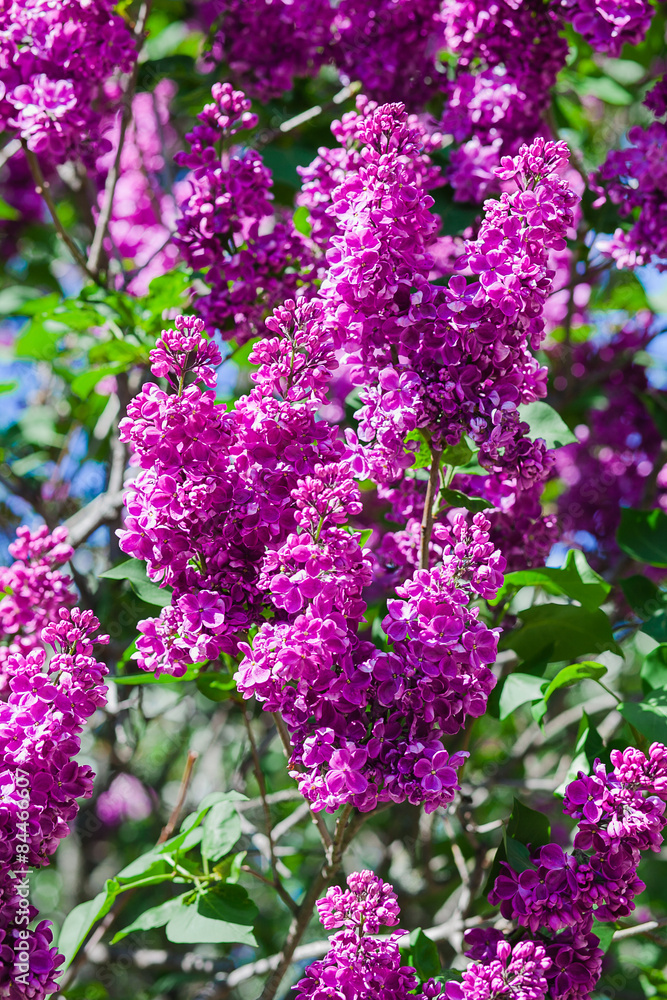 blooming lilac. Close-up beautiful lilac flowers with the leaves blooming lilac. Close-up beautiful lilac flowers with the leaves