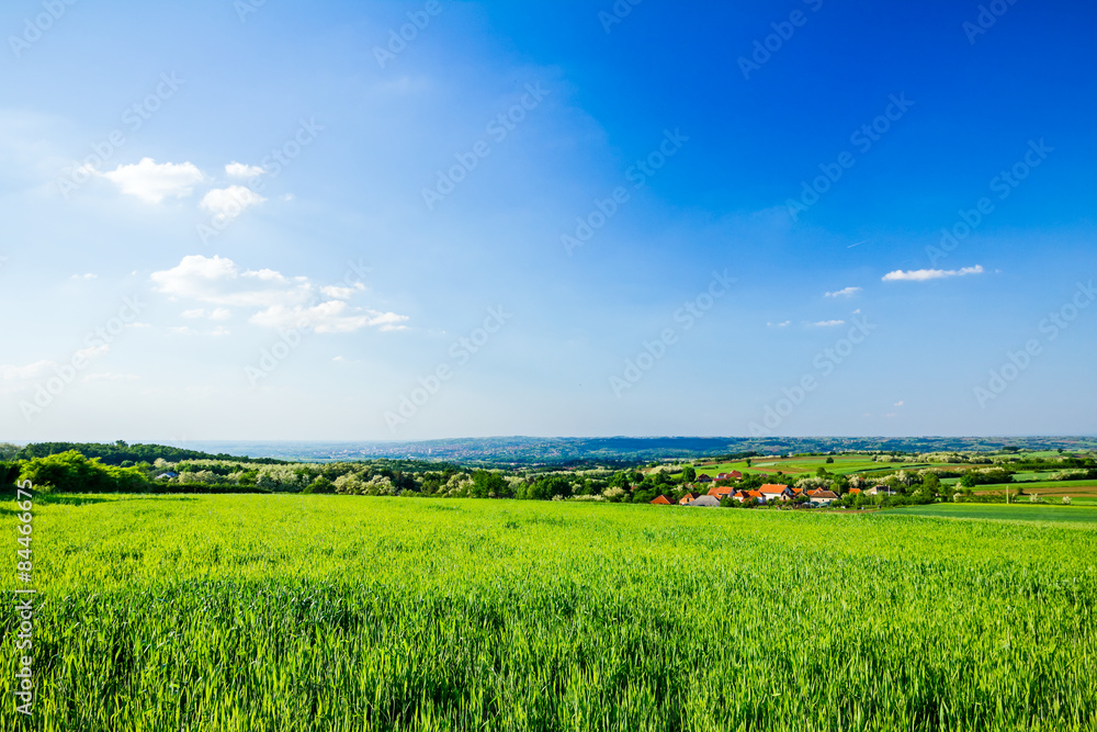 Green grain at hilly landscape