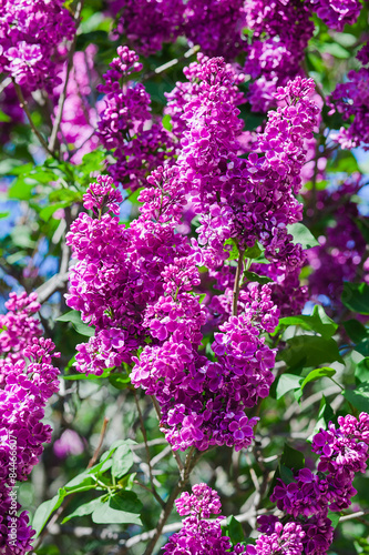 blooming lilac. Close-up beautiful lilac flowers with the leaves