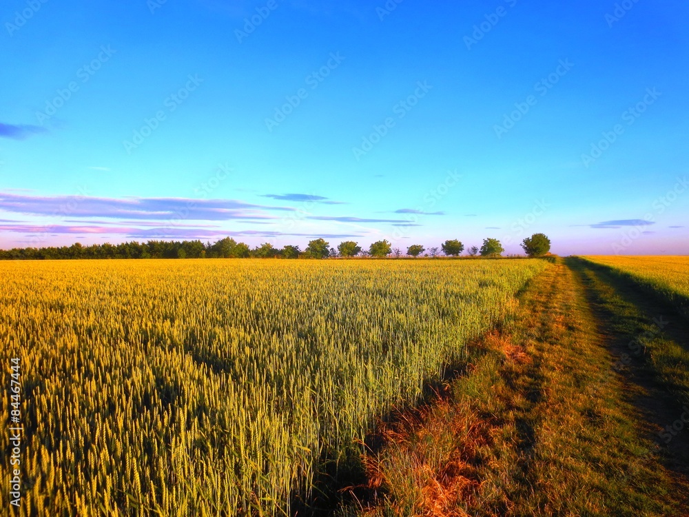 Wiesenweg StockFoto Adobe Stock