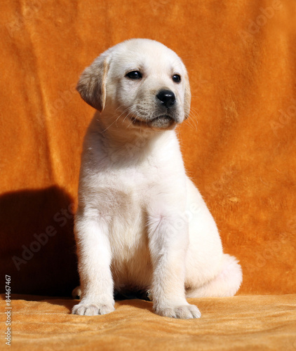a yellow labrador puppy on orange background