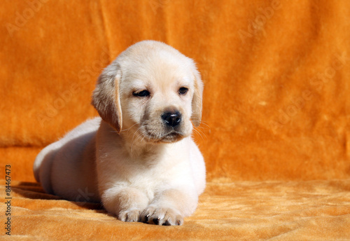 a nice yellow labrador puppy on orange background