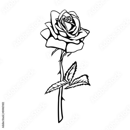 Rose sketch.