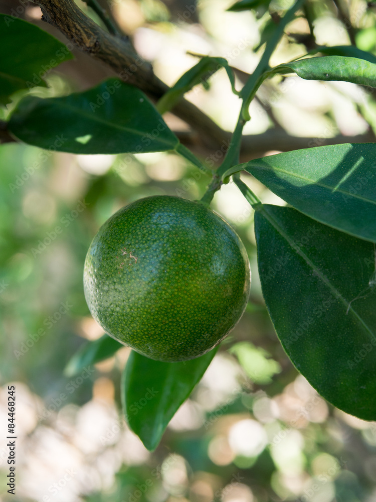 A small green fresh orange on the tree.It has a sour taste. A small green fresh orange on the tree.It has a sour taste.