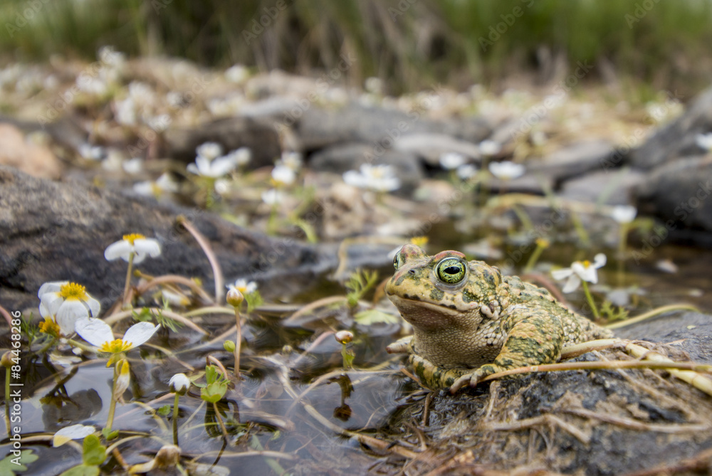 Obraz premium Close up view of the natterjack toad (Epidalea calamita) in nature.