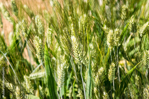 Bild auf Leinwand durum wheat - triticum durum - poaceae