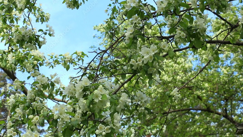 Blooming apple tree in spring. Blooming apple tree in spring.