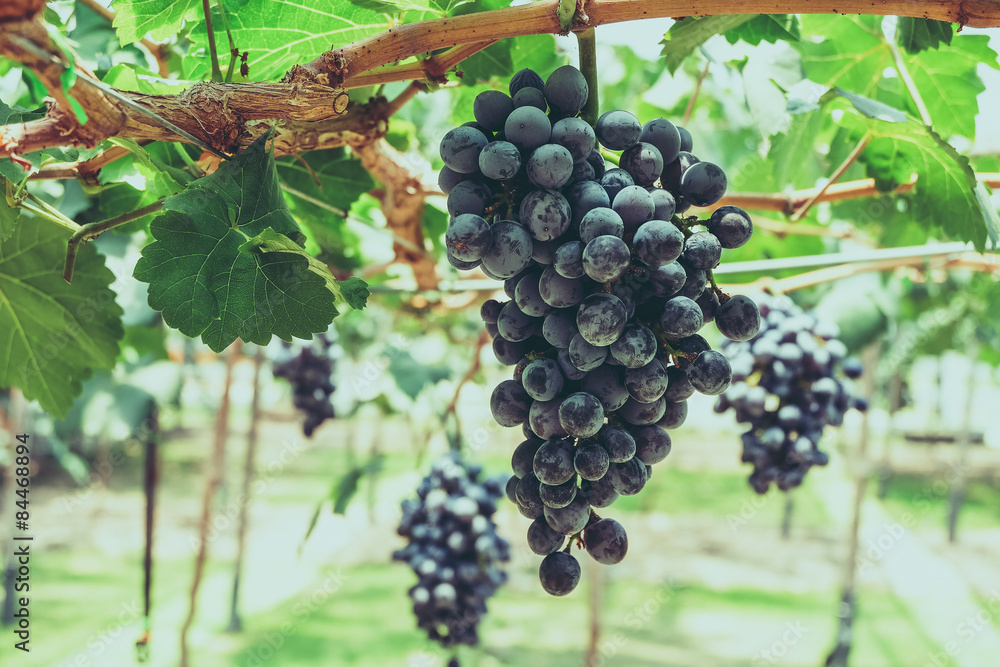 grapes with retro filter effect