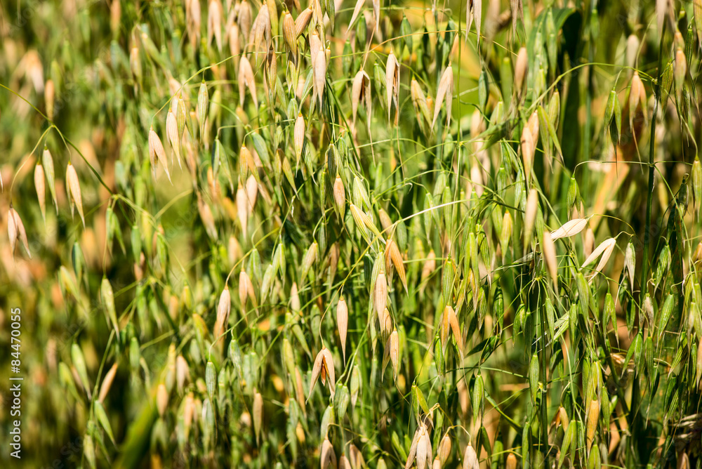 sativa oats - avena sativa - poaceae sativa oats - avena sativa - poaceae