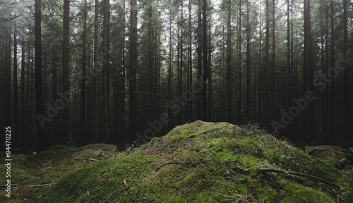 natural green forest background