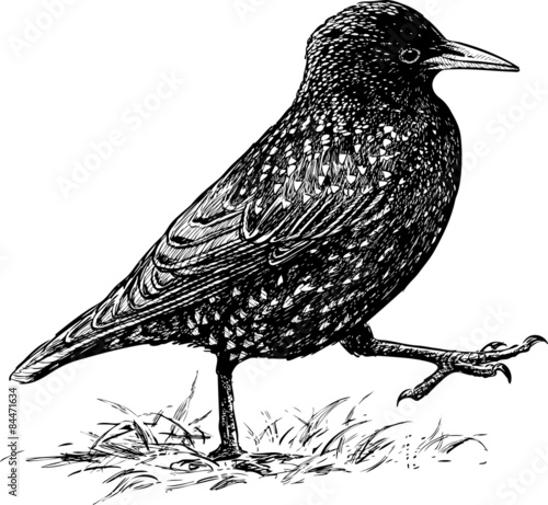 Foto striding starling