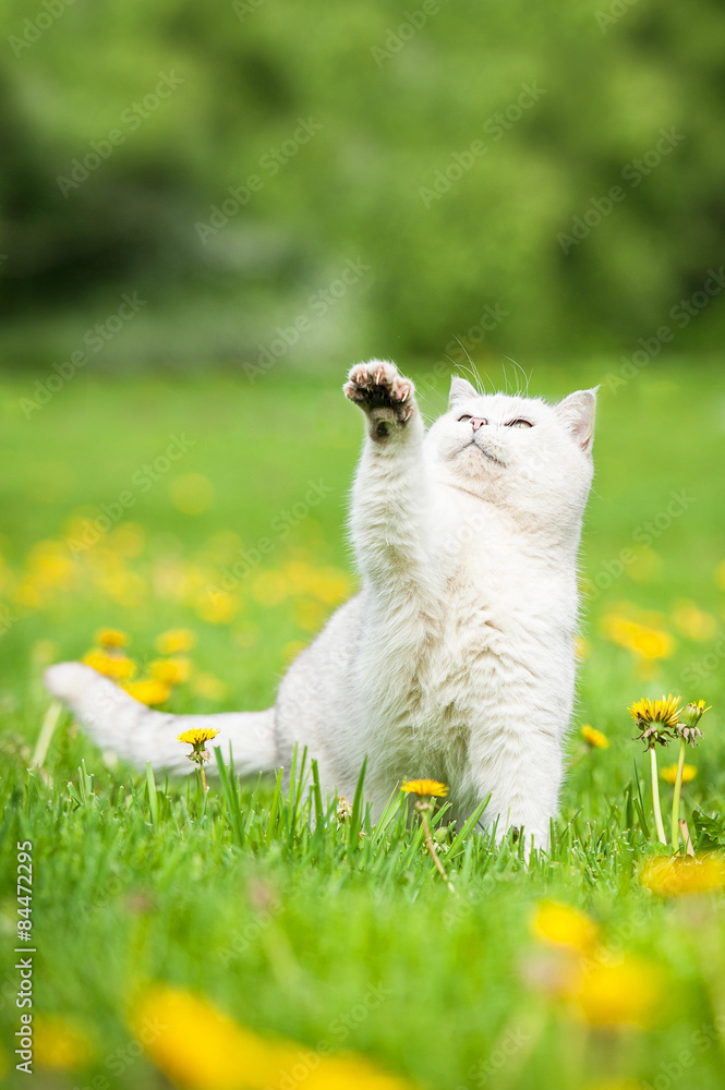Fototapeta premium White british shorthair cat playing outdoors