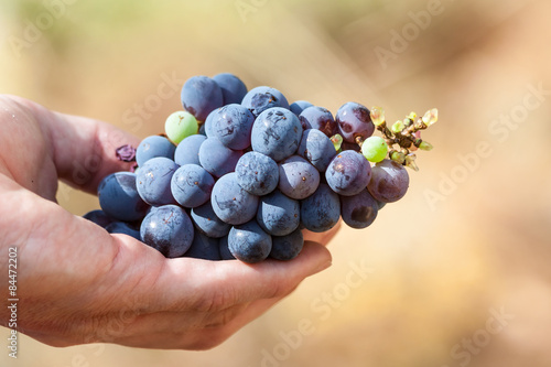 Handful of grapes growing on the island of Thassos