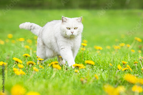 Canvas-taulu White british shorthair cat walking on the lawn with dandelions