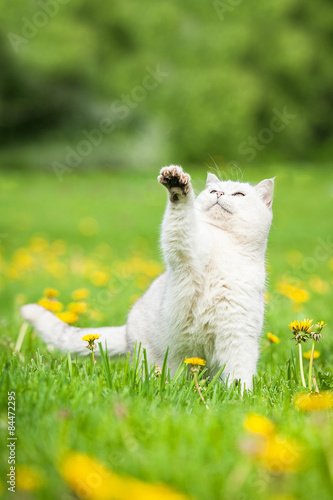 White british shorthair cat playing outdoors