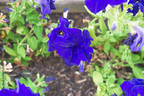 First planted petunias planted in a pot