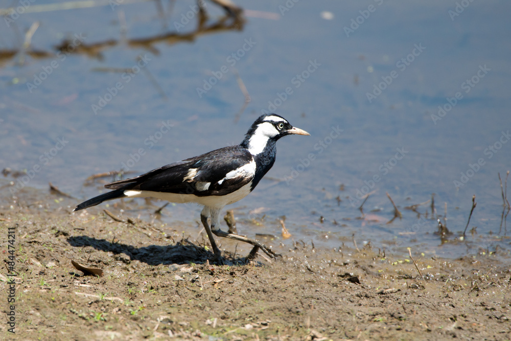 Magpie Lark, Queensland, Australia Magpie Lark, Queensland, Australia