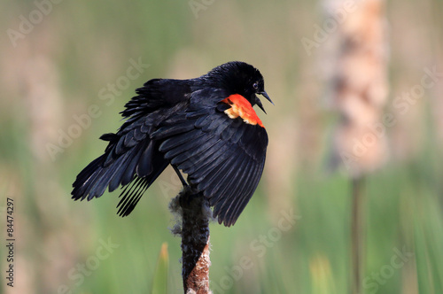 Male Red-winged blackbird perched on cattail, Canada